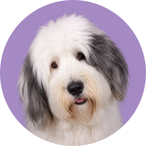 Retrato de cachorro da raça Old English Sheepdog com leve inclinação da cabeça em fundo lilás