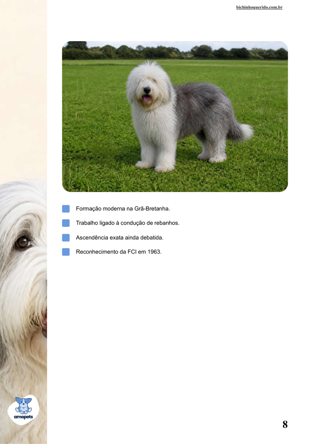 características do Old English Sheepdog no e-book Guia de Como Cuidar do Old English Sheepdog