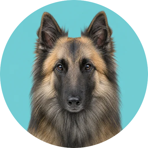 Retrato frontal de cachorro da raça Pastor Belga em fundo turquesa
