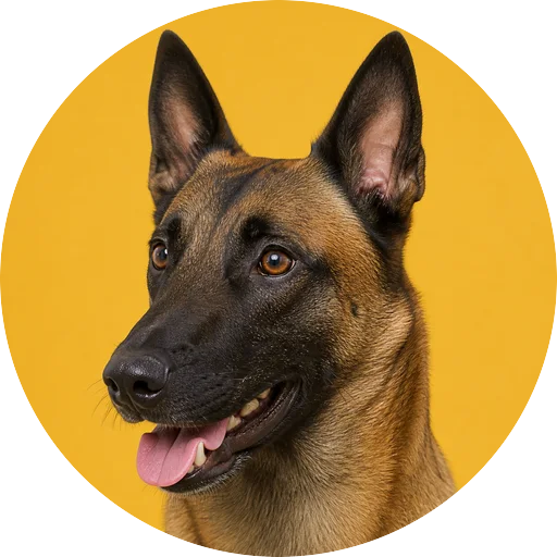 Retrato em ângulo três quartos de cachorro da raça Pastor Belga em fundo mostarda