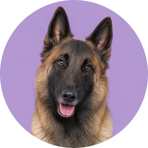 Retrato de cachorro da raça Pastor Belga com leve inclinação da cabeça em fundo lilás