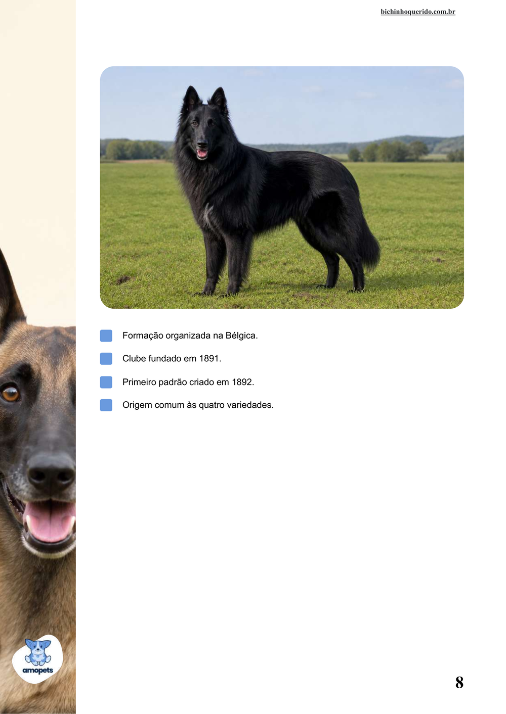 características do Pastor Belga no e-book Guia de Como Cuidar do Pastor Belga