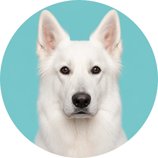 Retrato frontal de cachorro da raça Pastor Branco Suíço em fundo turquesa