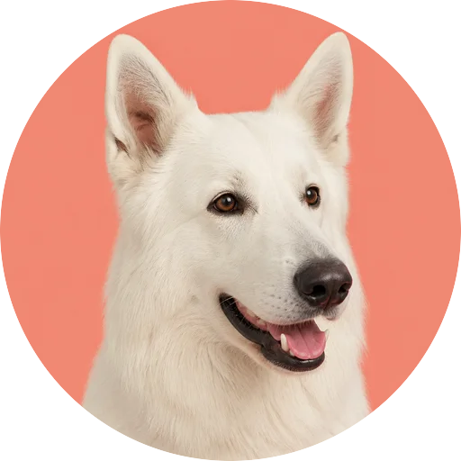 Retrato em ângulo três quartos de cachorro da raça Pastor Branco Suíço em fundo coral