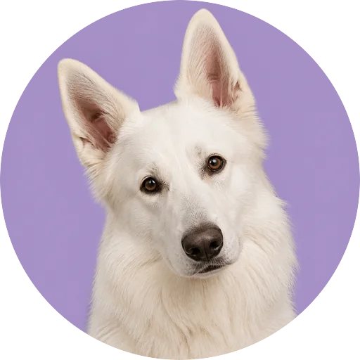 Retrato de cachorro da raça Pastor Branco Suíço com leve inclinação da cabeça em fundo lilás