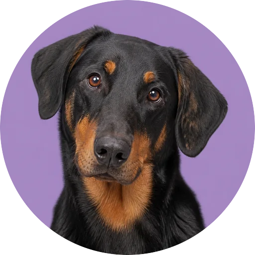 Retrato de cachorro da raça Pastor de Beauce com leve inclinação da cabeça em fundo lilás