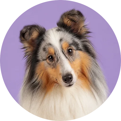 Retrato de cachorro da raça Pastor de Shetland com leve inclinação da cabeça em fundo lilás