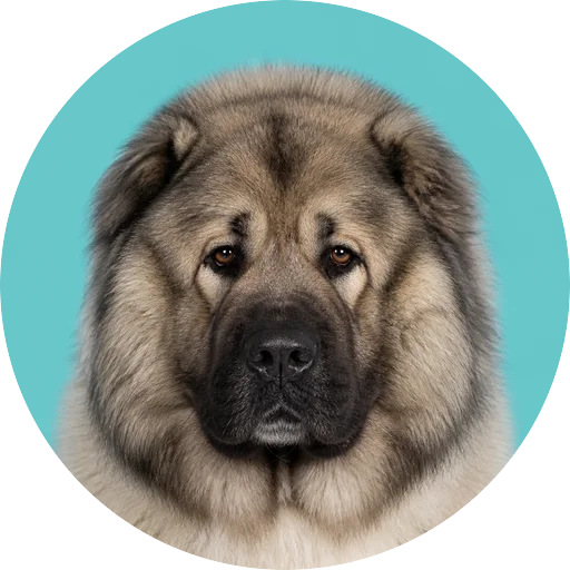 Retrato frontal de cachorro da raça Pastor do Cáucaso em fundo turquesa