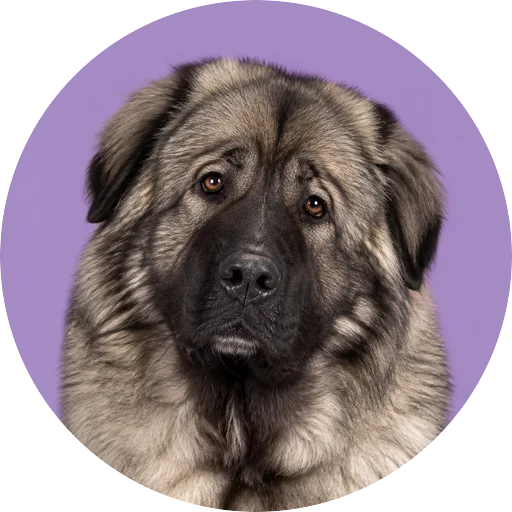 Retrato de cachorro da raça Pastor do Cáucaso com leve inclinação da cabeça em fundo lilás