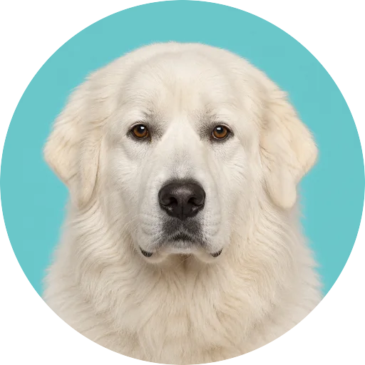 Retrato frontal de cachorro da raça Pastor Maremano Abruzês em fundo turquesa