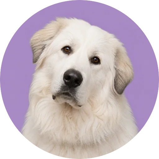 Retrato de cachorro da raça Pastor Maremano Abruzês com leve inclinação da cabeça em fundo lilás