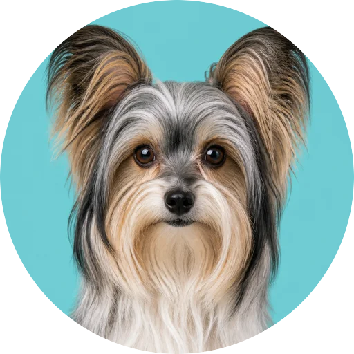 Retrato frontal de cachorro da raça Pequeno Cão Leão em fundo turquesa