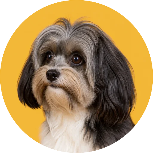 Retrato em ângulo três quartos de cachorro da raça Pequeno Cão Leão em fundo mostarda