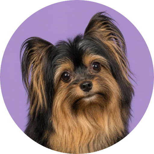 Retrato de cachorro da raça Pequeno Cão Leão com leve inclinação da cabeça em fundo lilás