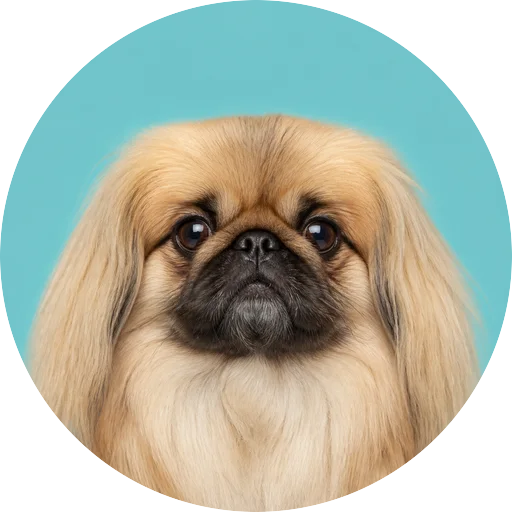 Retrato frontal de cachorro da raça Pequinês em fundo turquesa