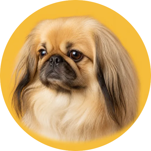 Retrato em ângulo três quartos de cachorro da raça Pequinês em fundo mostarda