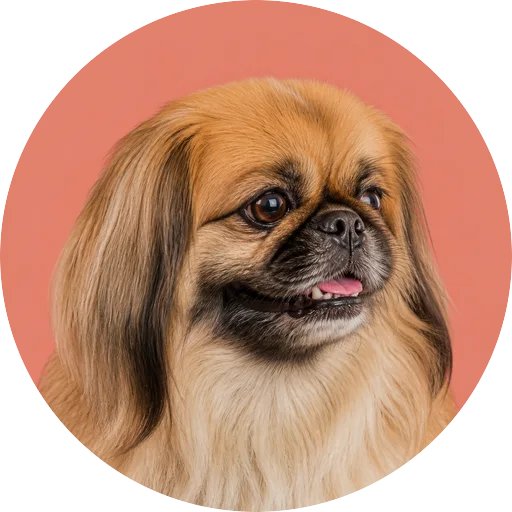 Retrato em ângulo três quartos de cachorro da raça Pequinês em fundo coral