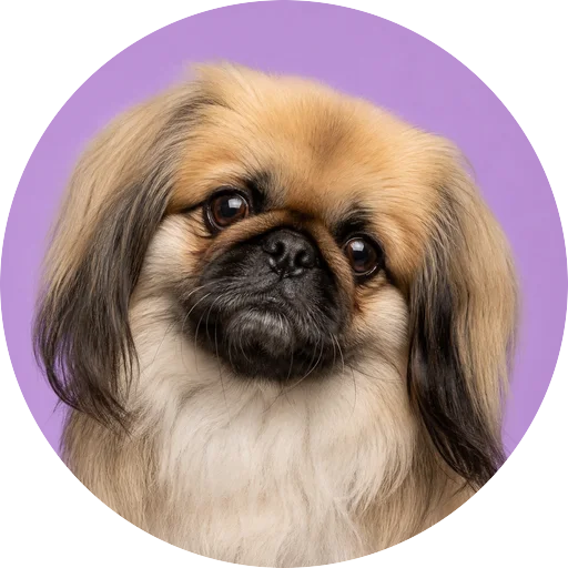 Retrato de cachorro da raça Pequinês com leve inclinação da cabeça em fundo lilás
