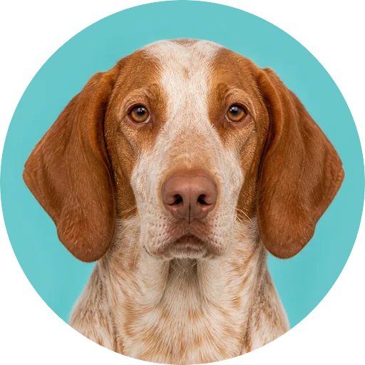 Retrato frontal de cachorro da raça Perdigueiro Português em fundo turquesa
