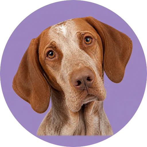 Retrato de cachorro da raça Perdigueiro Português com leve inclinação da cabeça em fundo lilás