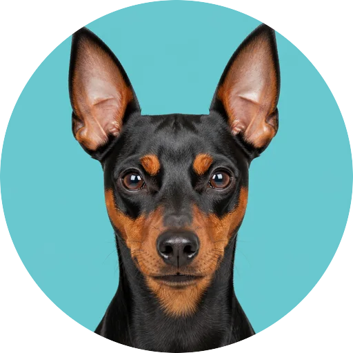 Retrato frontal de cachorro da raça Pinscher em fundo turquesa