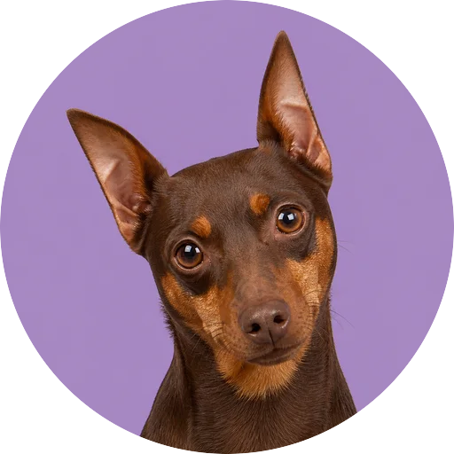 Retrato de cachorro da raça Pinscher com leve inclinação da cabeça em fundo lilás