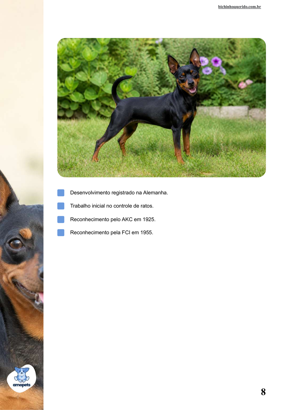 características do Pinscher no e-book Guia de Como Cuidar do Pinscher