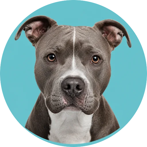 Retrato frontal de cachorro da raça Pitbull em fundo turquesa
