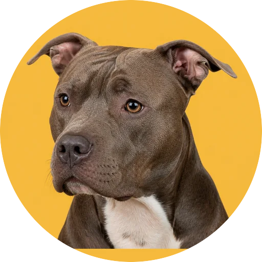 Retrato em ângulo três quartos de cachorro da raça Pitbull em fundo mostarda