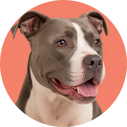 Retrato em ângulo três quartos de cachorro da raça Pitbull em fundo coral