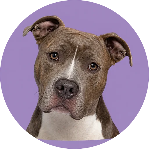 Retrato de cachorro da raça Pitbull com leve inclinação da cabeça em fundo lilás