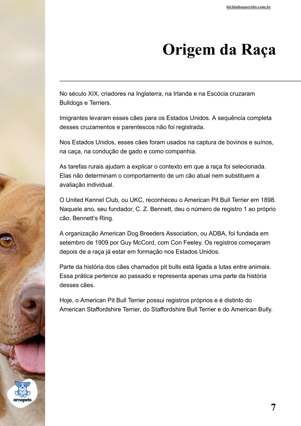 origem da raça no e-book Guia de Como Cuidar do Pitbull