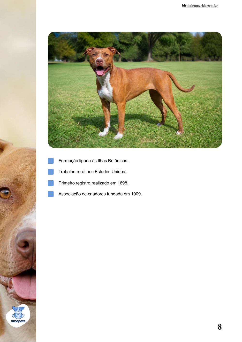 características do Pitbull no e-book Guia de Como Cuidar do Pitbull