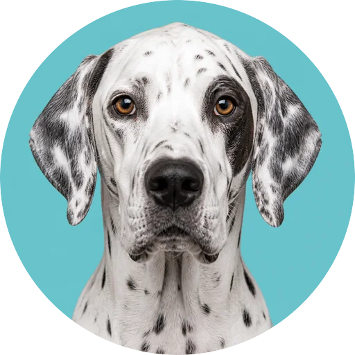 Retrato frontal de cachorro da raça Pointer Inglês em fundo turquesa