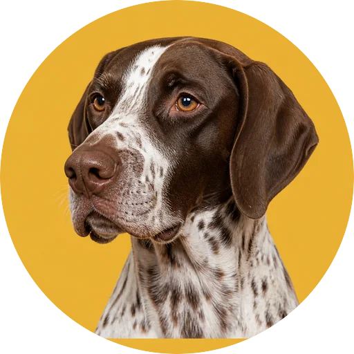 Retrato em ângulo três quartos de cachorro da raça Pointer Inglês em fundo mostarda