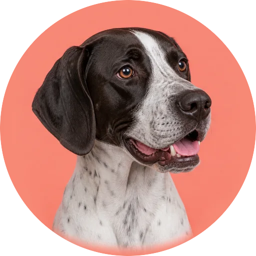Retrato em ângulo três quartos de cachorro da raça Pointer Inglês em fundo coral