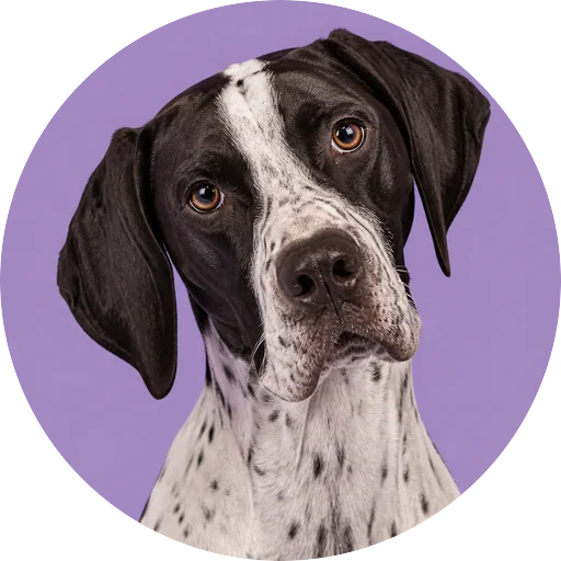 Retrato de cachorro da raça Pointer Inglês com leve inclinação da cabeça em fundo lilás