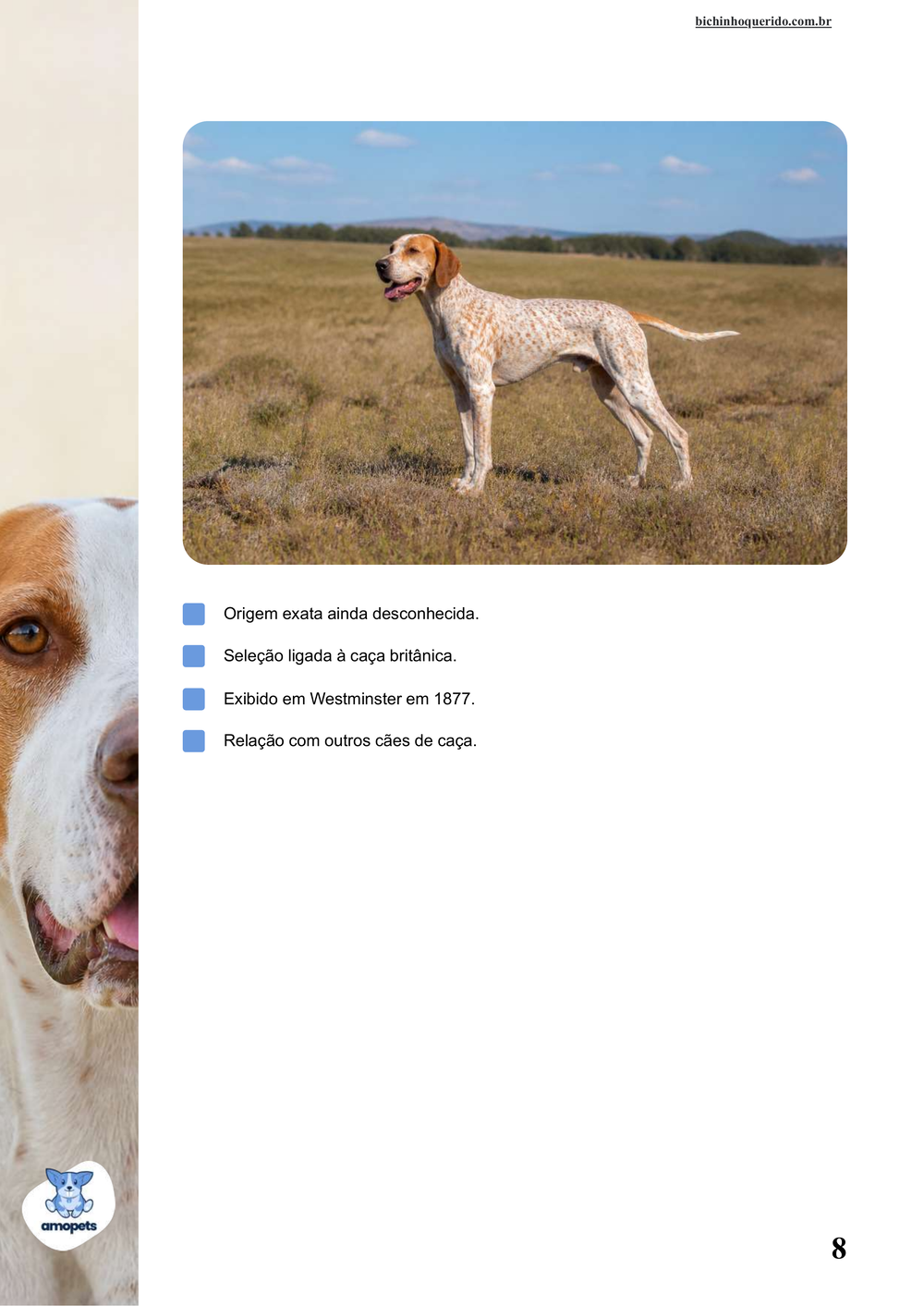 características do Pointer Inglês no e-book Guia de Como Cuidar do Pointer Inglês