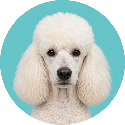 Retrato frontal de cachorro da raça Poodle em fundo turquesa