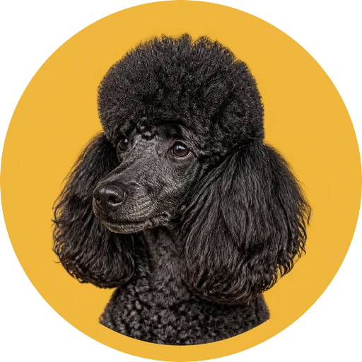Retrato em ângulo três quartos de cachorro da raça Poodle em fundo mostarda