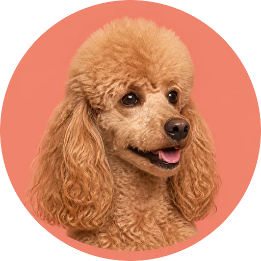 Retrato em ângulo três quartos de cachorro da raça Poodle em fundo coral