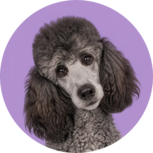 Retrato de cachorro da raça Poodle com leve inclinação da cabeça em fundo lilás