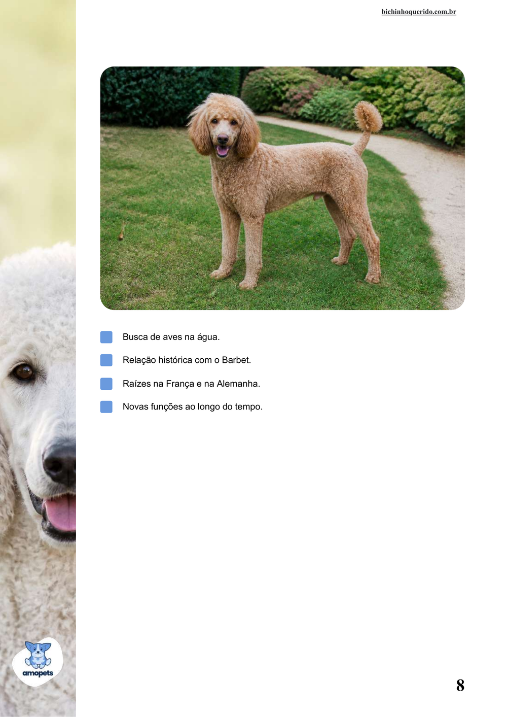 características do Poodle no e-book Guia de Como Cuidar do Poodle