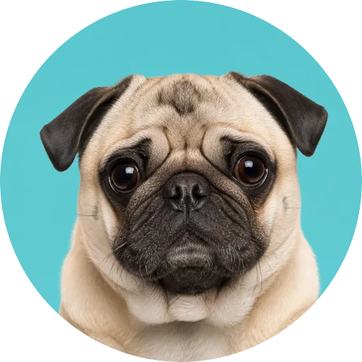 Retrato frontal de cachorro da raça Pug em fundo turquesa
