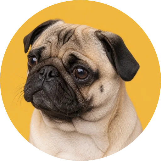 Retrato em ângulo três quartos de cachorro da raça Pug em fundo mostarda