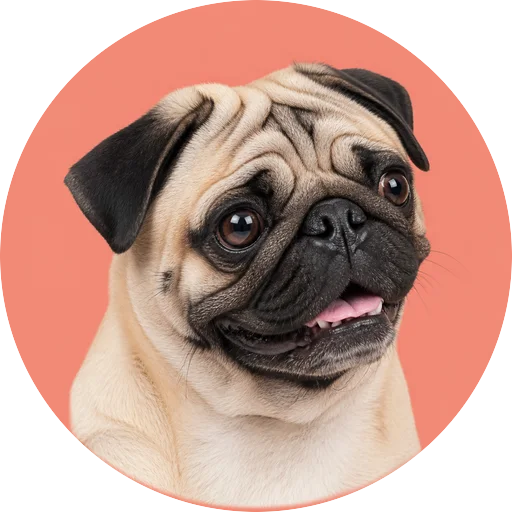 Retrato em ângulo três quartos de cachorro da raça Pug em fundo coral