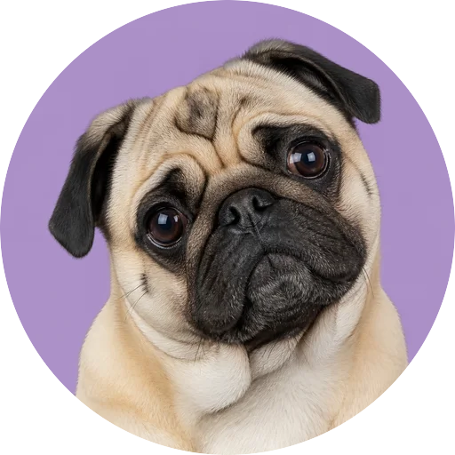 Retrato de cachorro da raça Pug com leve inclinação da cabeça em fundo lilás