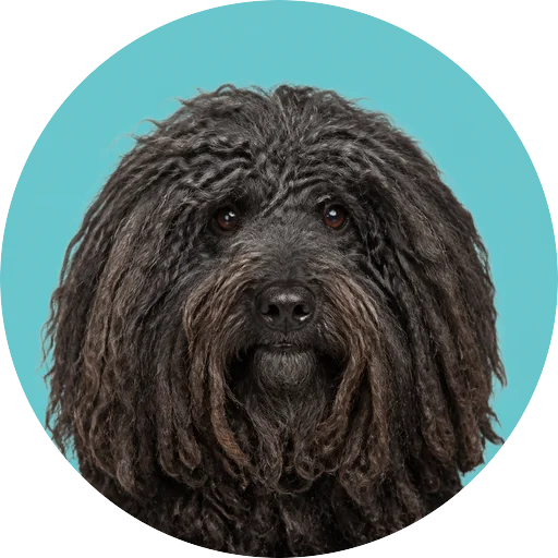 Retrato frontal de cachorro da raça Puli em fundo turquesa