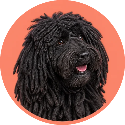 Retrato em ângulo três quartos de cachorro da raça Puli em fundo coral