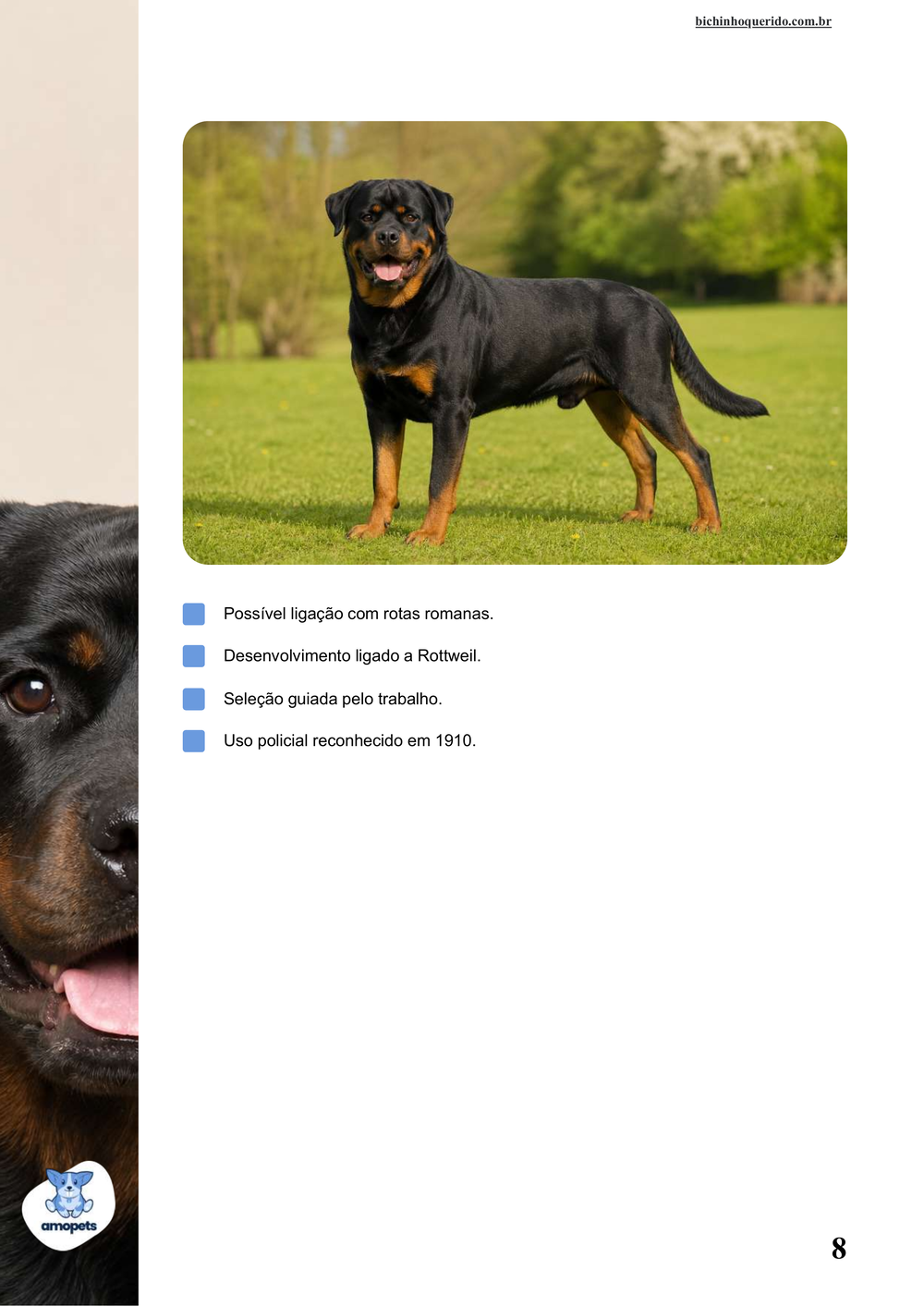 características do Rottweiler no e-book Guia de Como Cuidar do Rottweiler